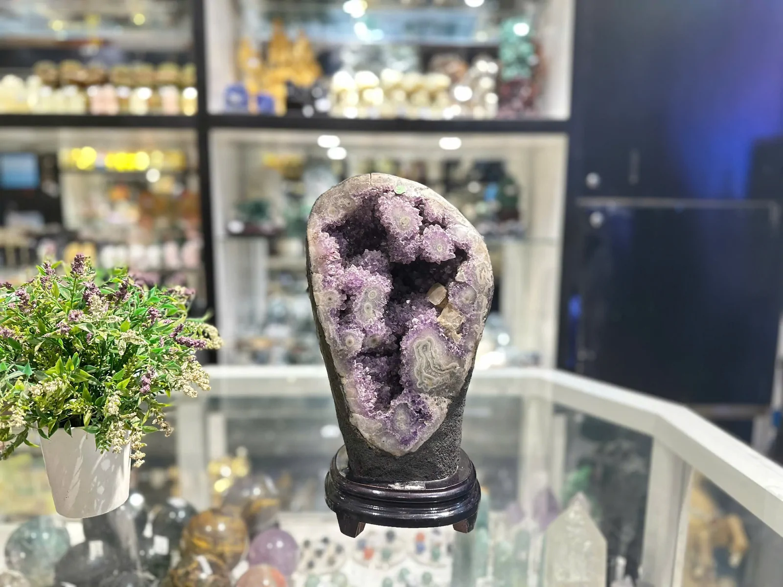 Bông thạch anh tím lớn (tick xanh) H097-21105
